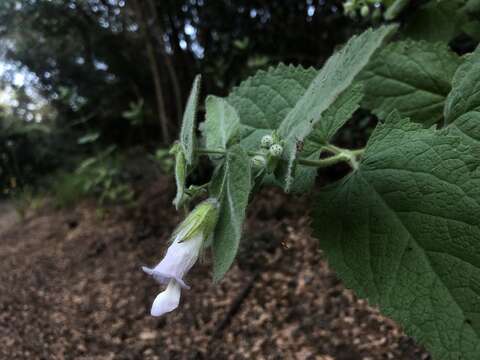 Слика од Lepechinia fragrans (Greene) Epling