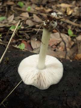 Pluteus salicinus (Pers.) P. Kumm. 1871 resmi