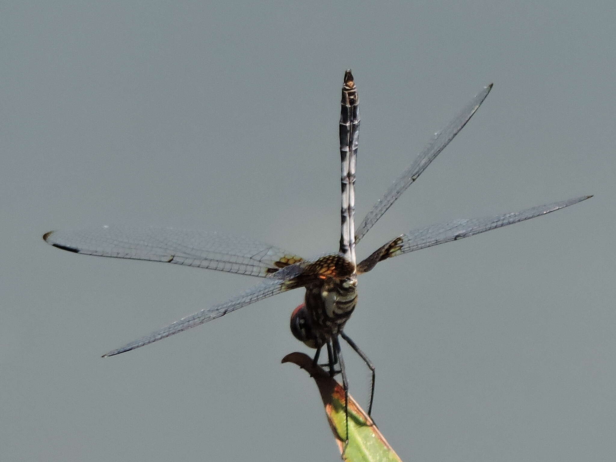 Image of Checkered Setwing