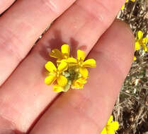 Image de Physaria gordonii (A. Gray) O'Kane & Al-Shehbaz