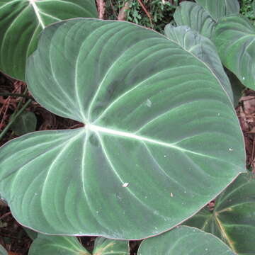 Image of Philodendron gloriosum André