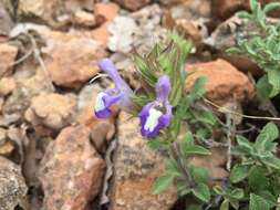 Image of Salvia heldreichiana Boiss. ex A. DC.