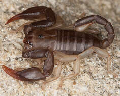 Euscorpius flavicaudis (De Geer 1778) resmi