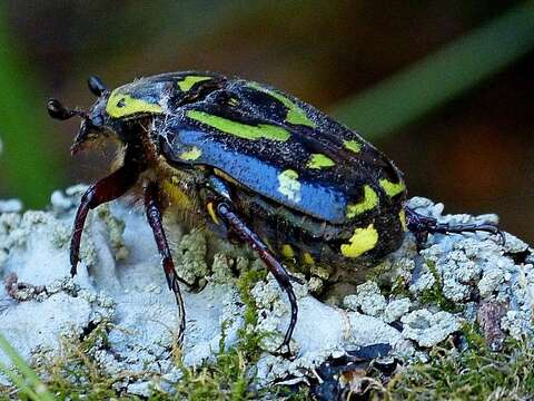 Image of Chlorobapta frontalis (Donovan 1805)