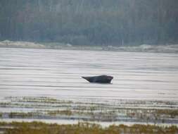 Image of Arctic ringed seal