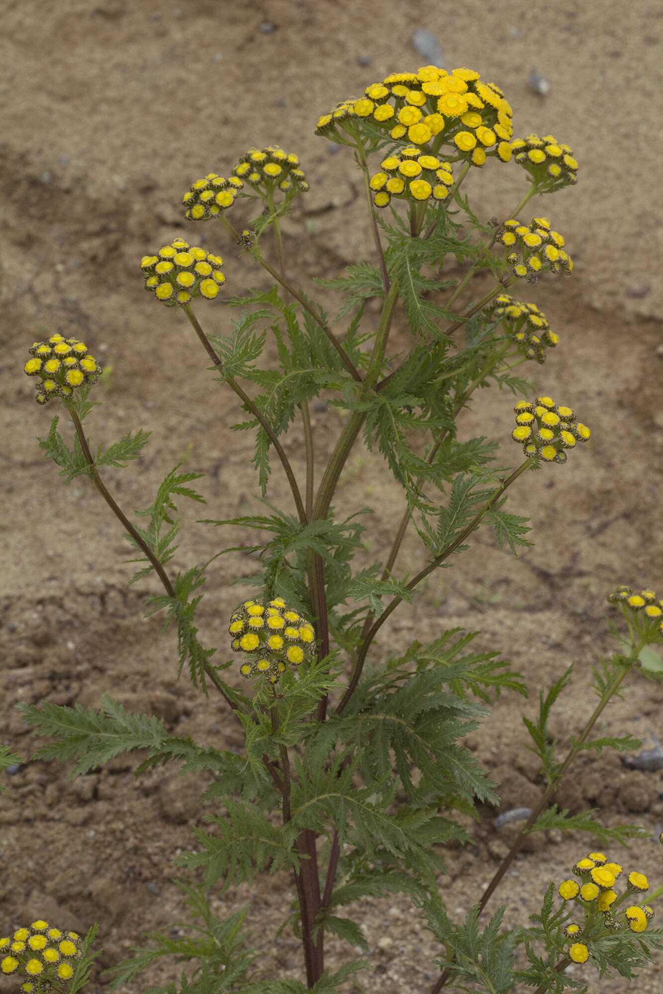 Image of Tanacetum vulgare subsp. boreale (Fisch. ex DC.) A 1975