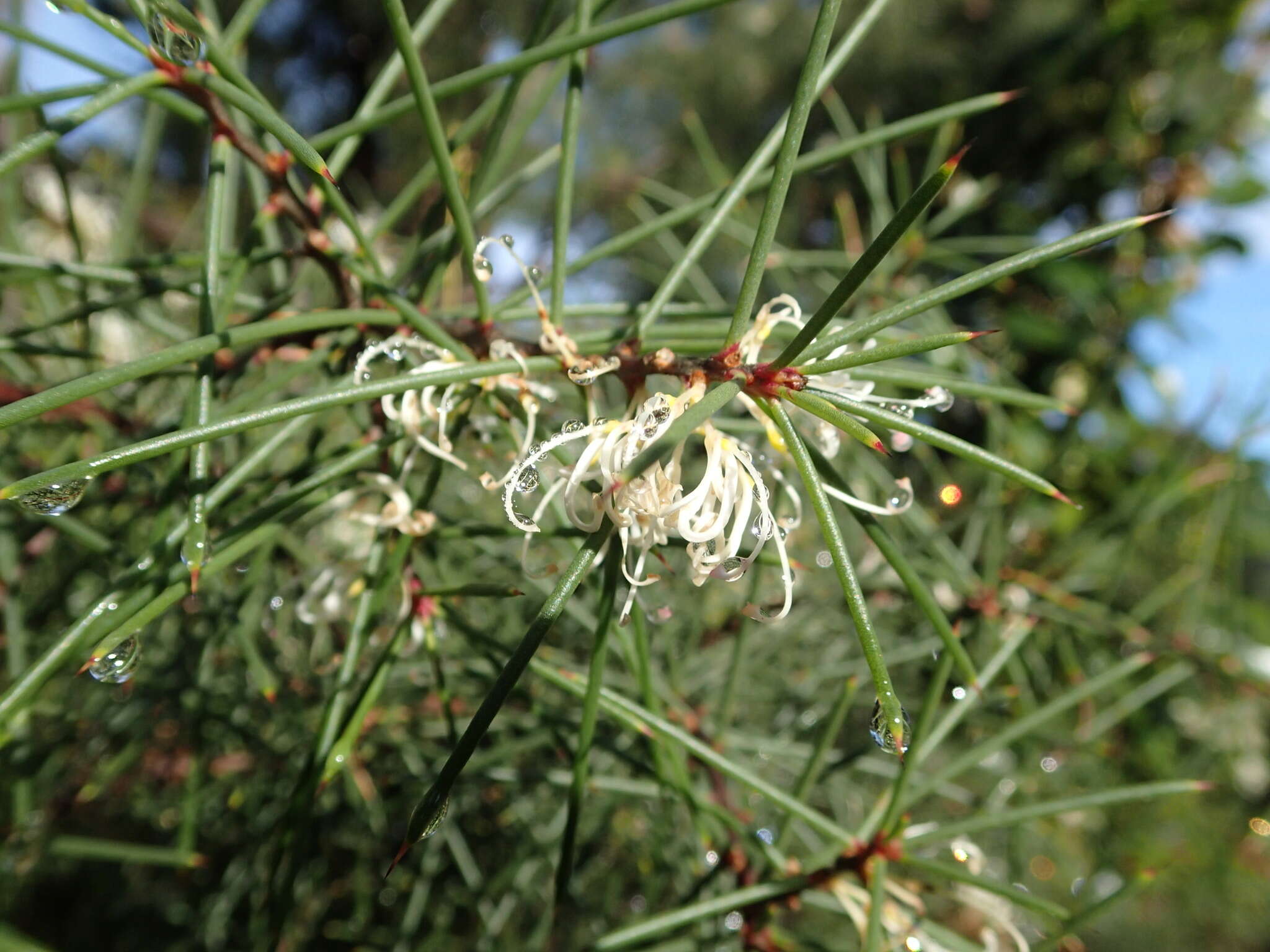 Image of Hakea sericea Schrad. & J. C. Wendl.