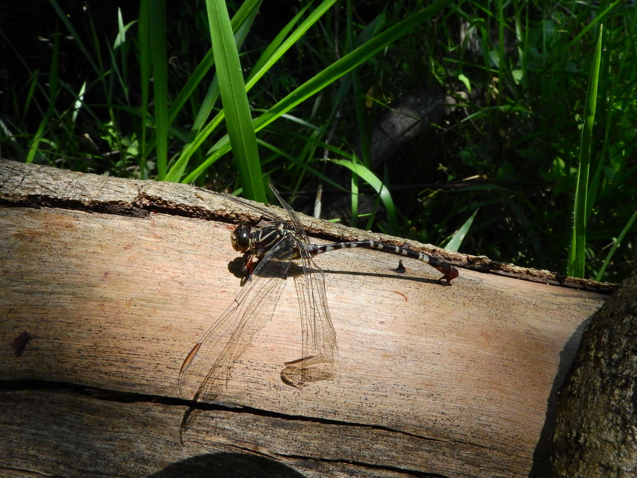 Image of Aphylla theodorina (Navás 1933)