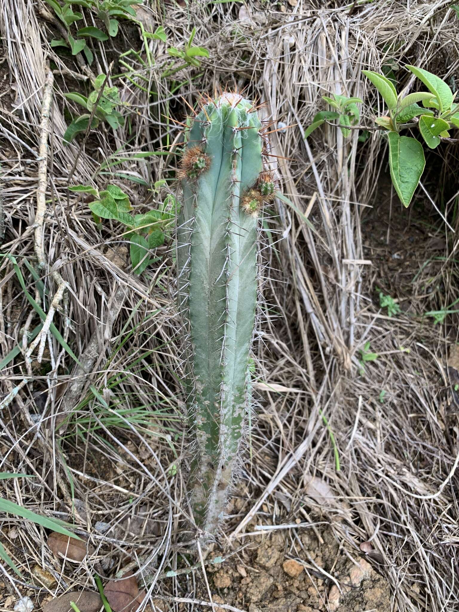 Imagem de Pilosocereus ulei (K. Schum.) Byles & G. D. Rowley