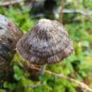 Image of Entoloma translucidum E. Horak 1973