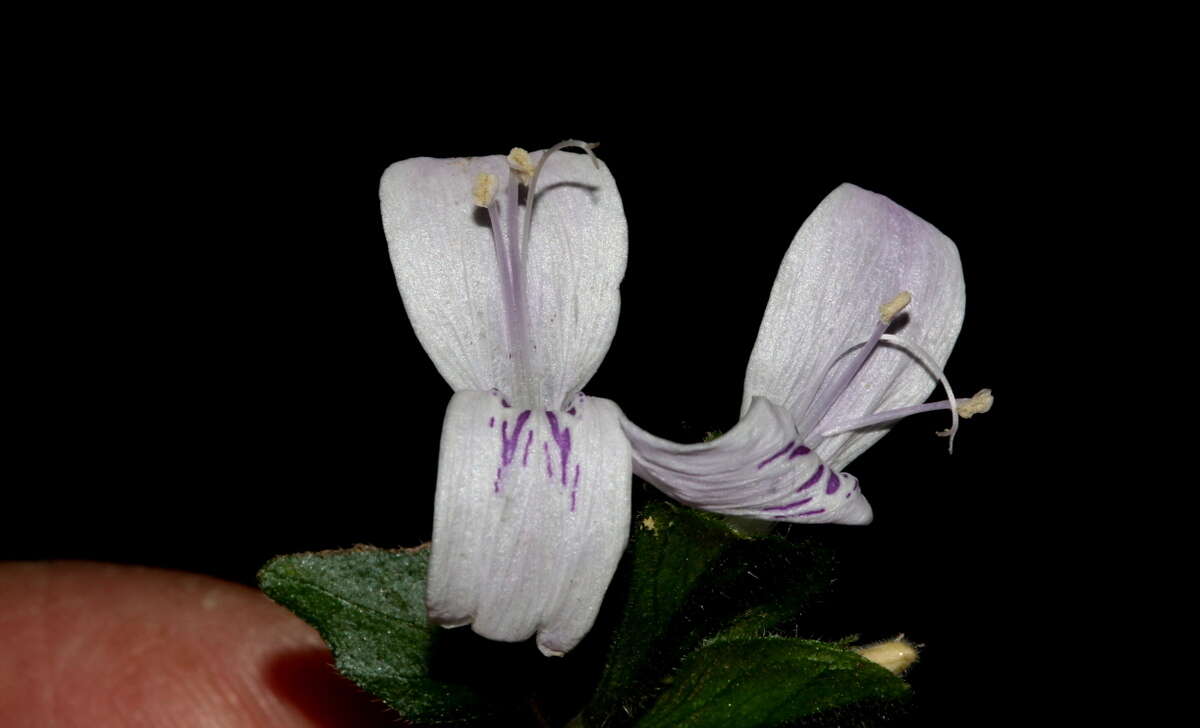 صورة Hypoestes triflora (Forssk.) Roem. & Schult.