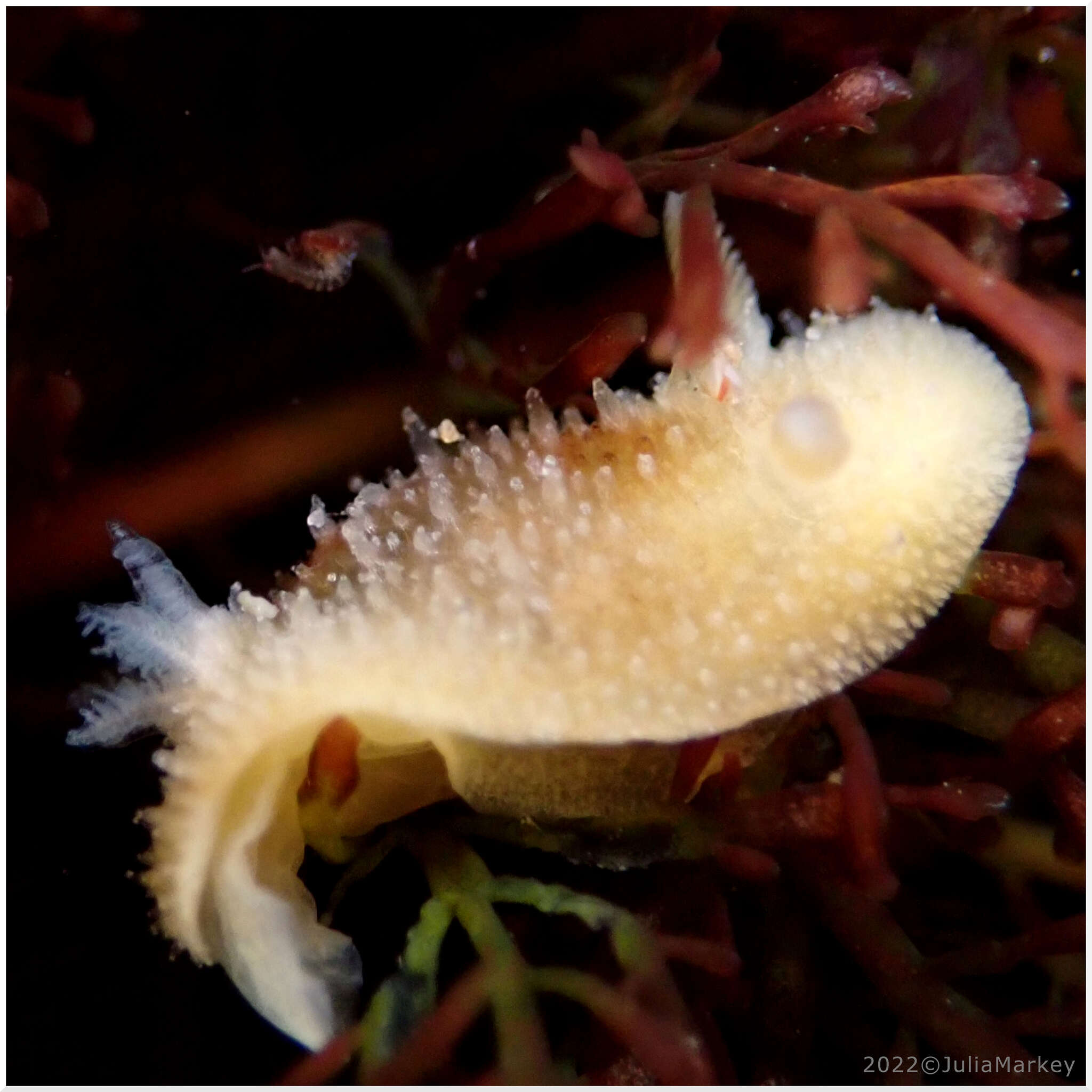 Image of Thordisa bimaculata Lance 1966