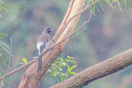 Image of Grey Treepie