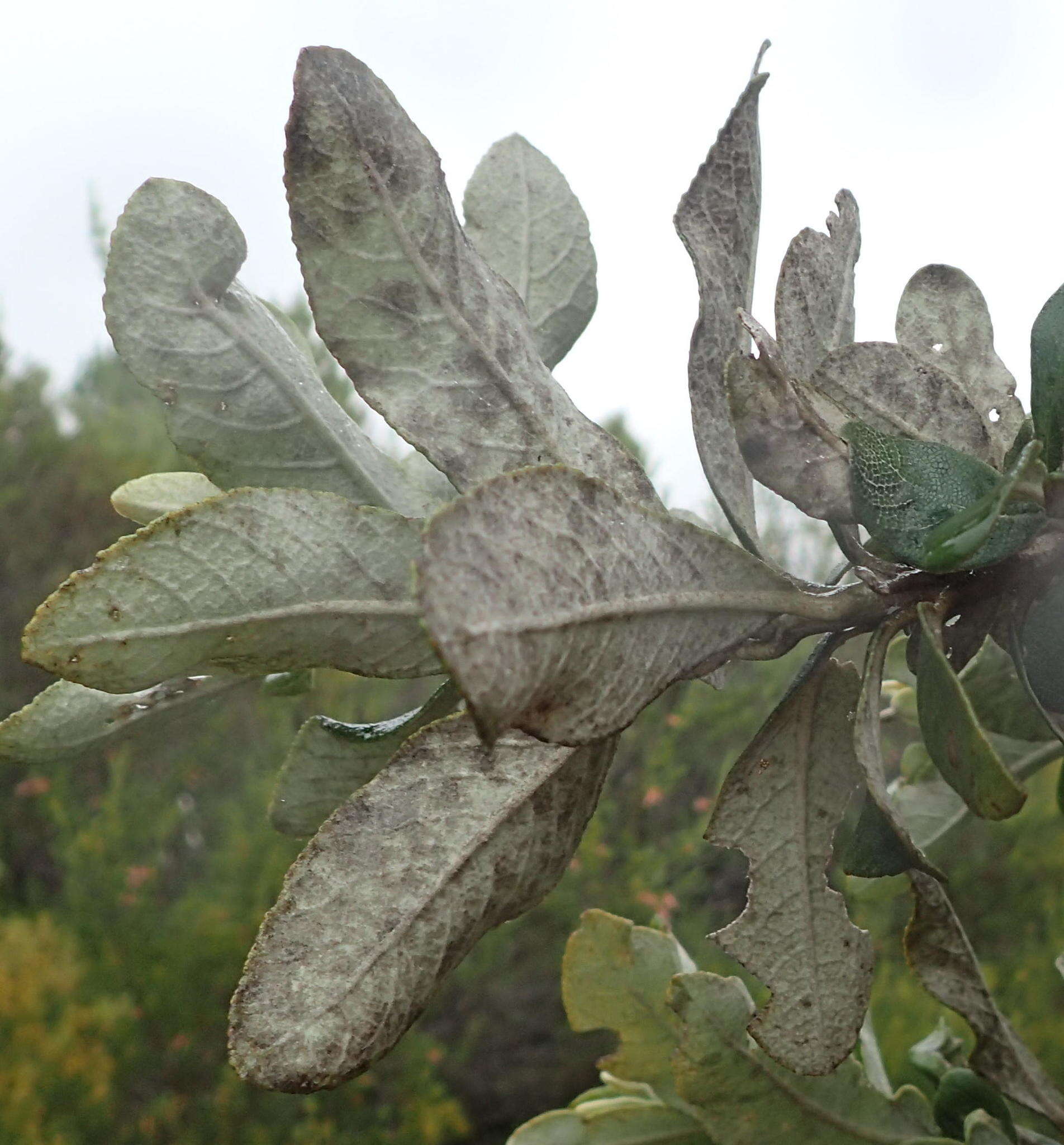 صورة Tarchonanthus littoralis