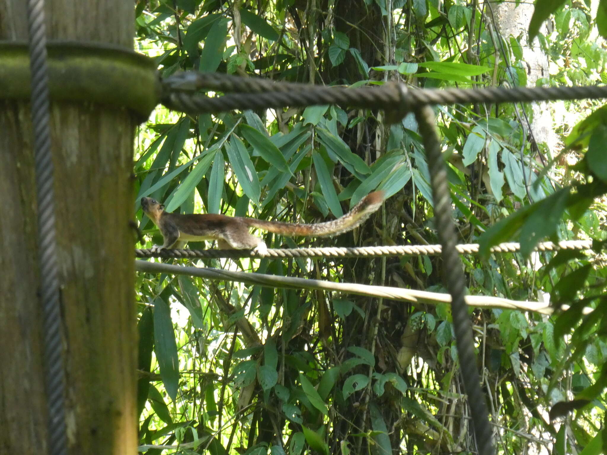 Image of Cream-coloured giant squirrel