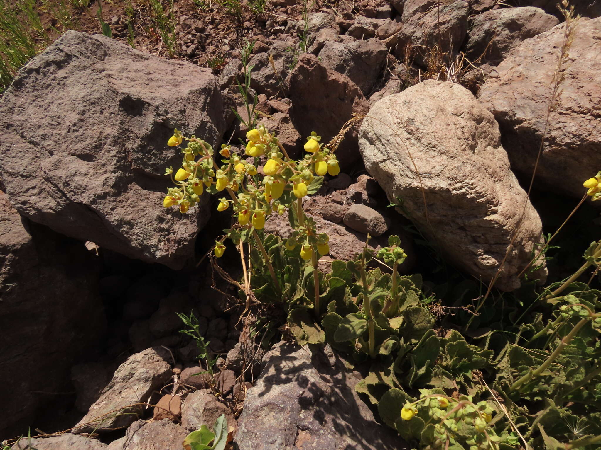 Image of Calceolaria paralia Cav.