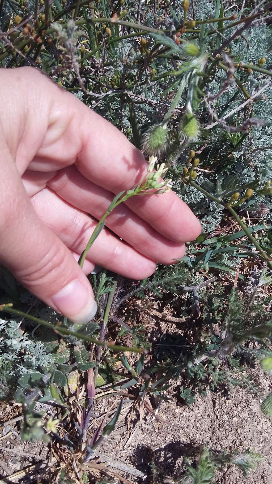 Image of graceful false flax