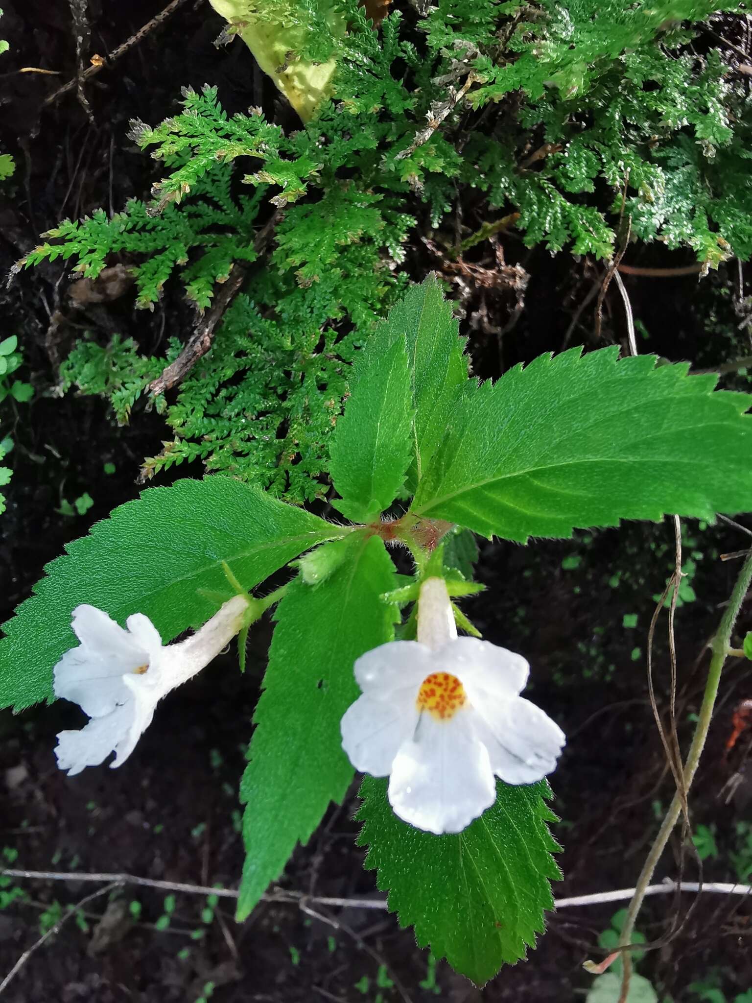 Image of Achimenes occidentalis C. V. Morton