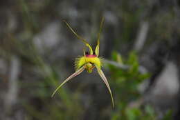 Image of Butterfly orchid