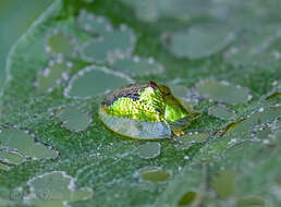 Image of Coptocycla (Psalidonota) texana (Schaeffer 1933)