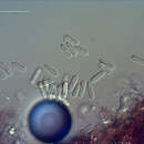Imagem de Colletotrichum aotearoa B. S. Weir & P. R. Johnst. 2012
