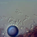 صورة Colletotrichum aotearoa B. S. Weir & P. R. Johnst. 2012