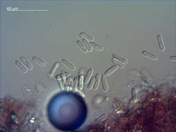 Image of Colletotrichum aotearoa B. S. Weir & P. R. Johnst. 2012