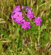 Imagem de Phlox glaberrima subsp. interior (Wherry) Wherry