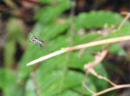 Image of Leucauge xiuying Zhu, Song & Zhang 2003