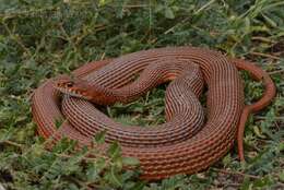 Image of Red-Bellied Racer