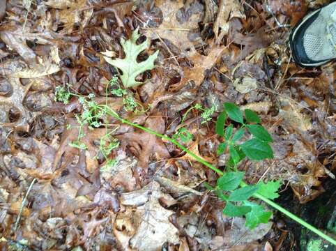 صورة Ligusticum canadense (L.) Britt.