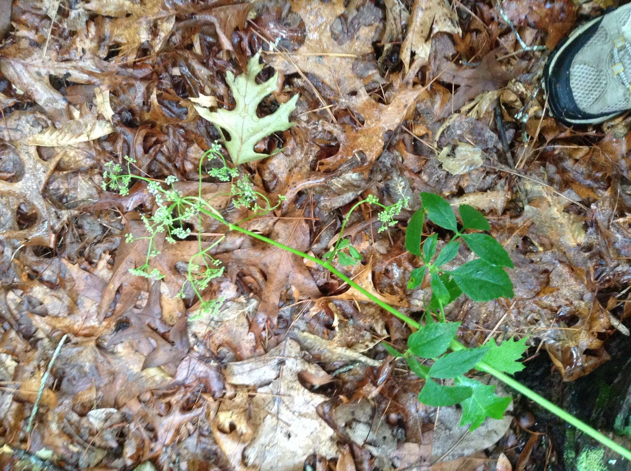 Image of Canadian Wild Lovage