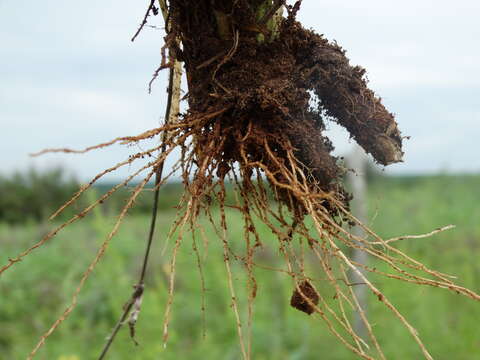 Image of Mexican panicgrass