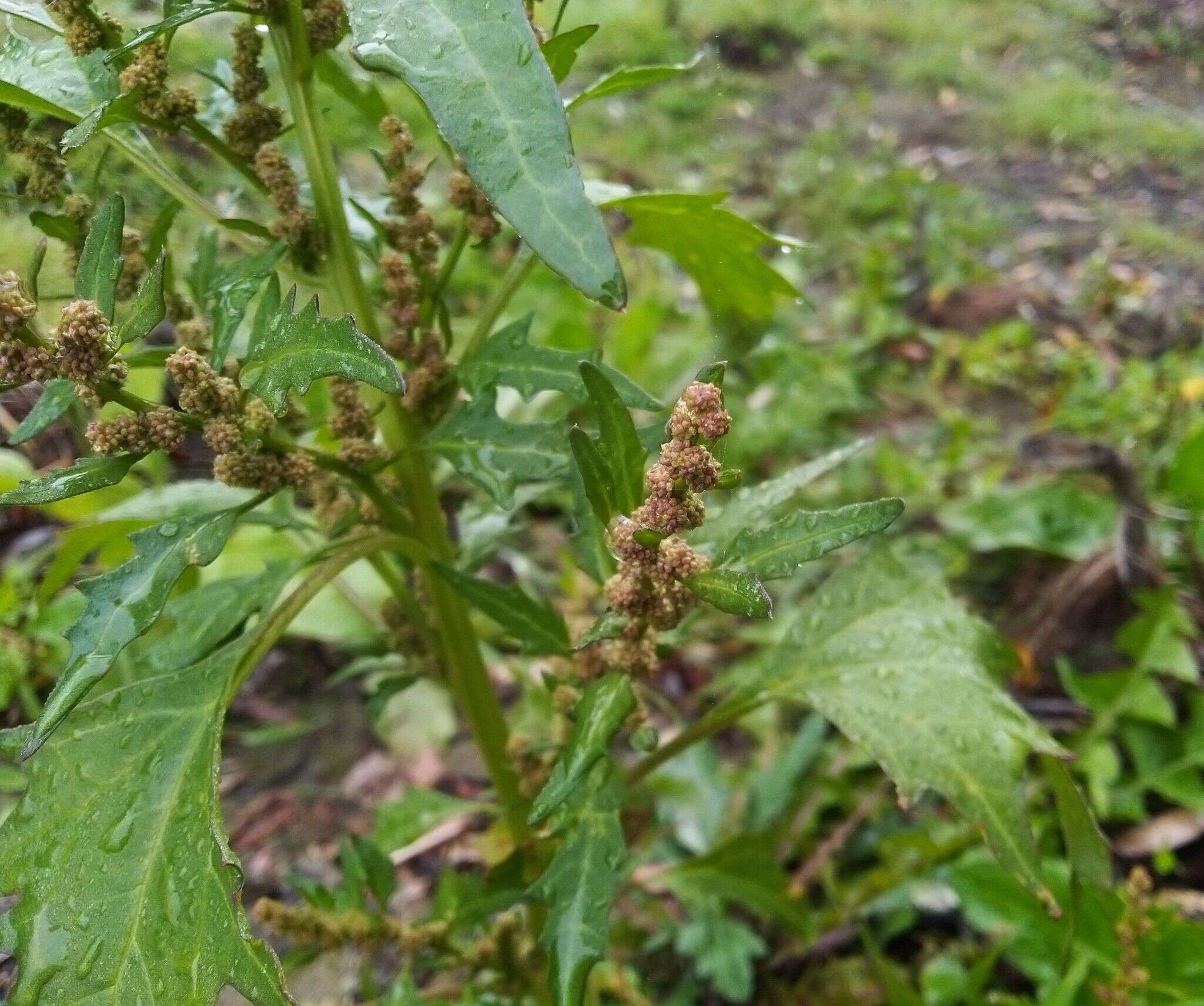 Image of Red Goosefoot