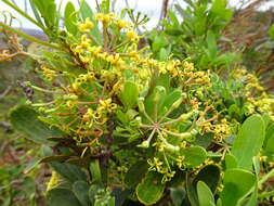 Image of Stenocarpus umbelliferus (J. R. & G. Forst.) Druce