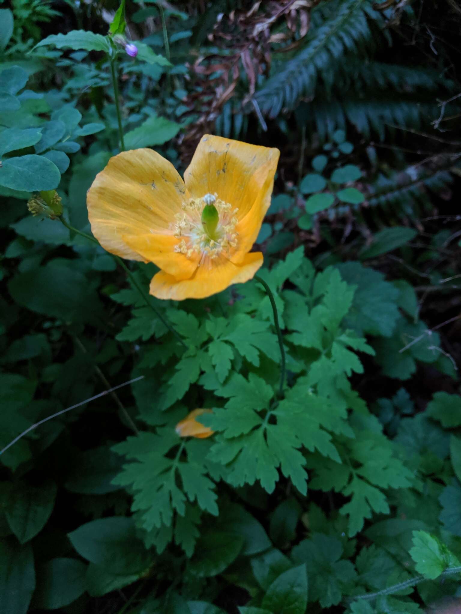 Image of Welsh Poppy