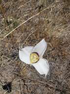 Image of Nez Perce mariposa lily