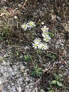 Image de Erigeron vernus (L.) Torr. & A. Gray