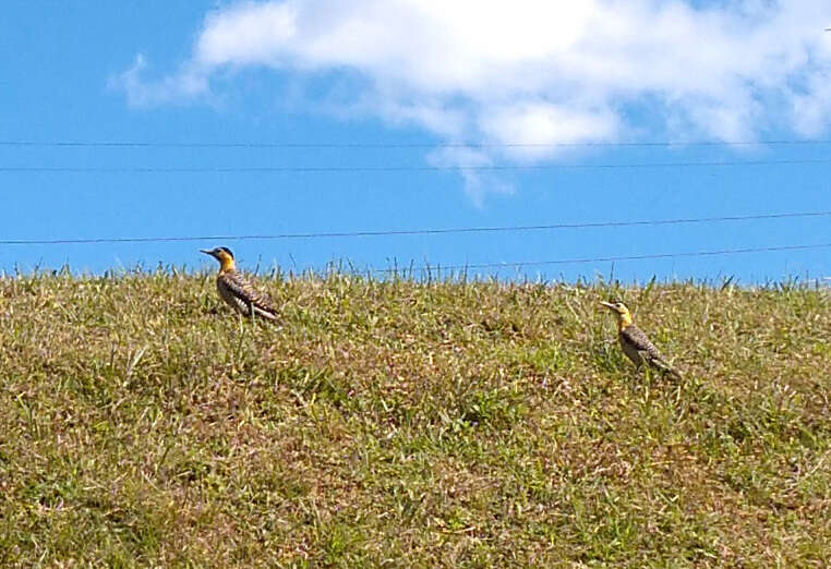 Sivun Colaptes campestris campestroides (Malherbe 1849) kuva