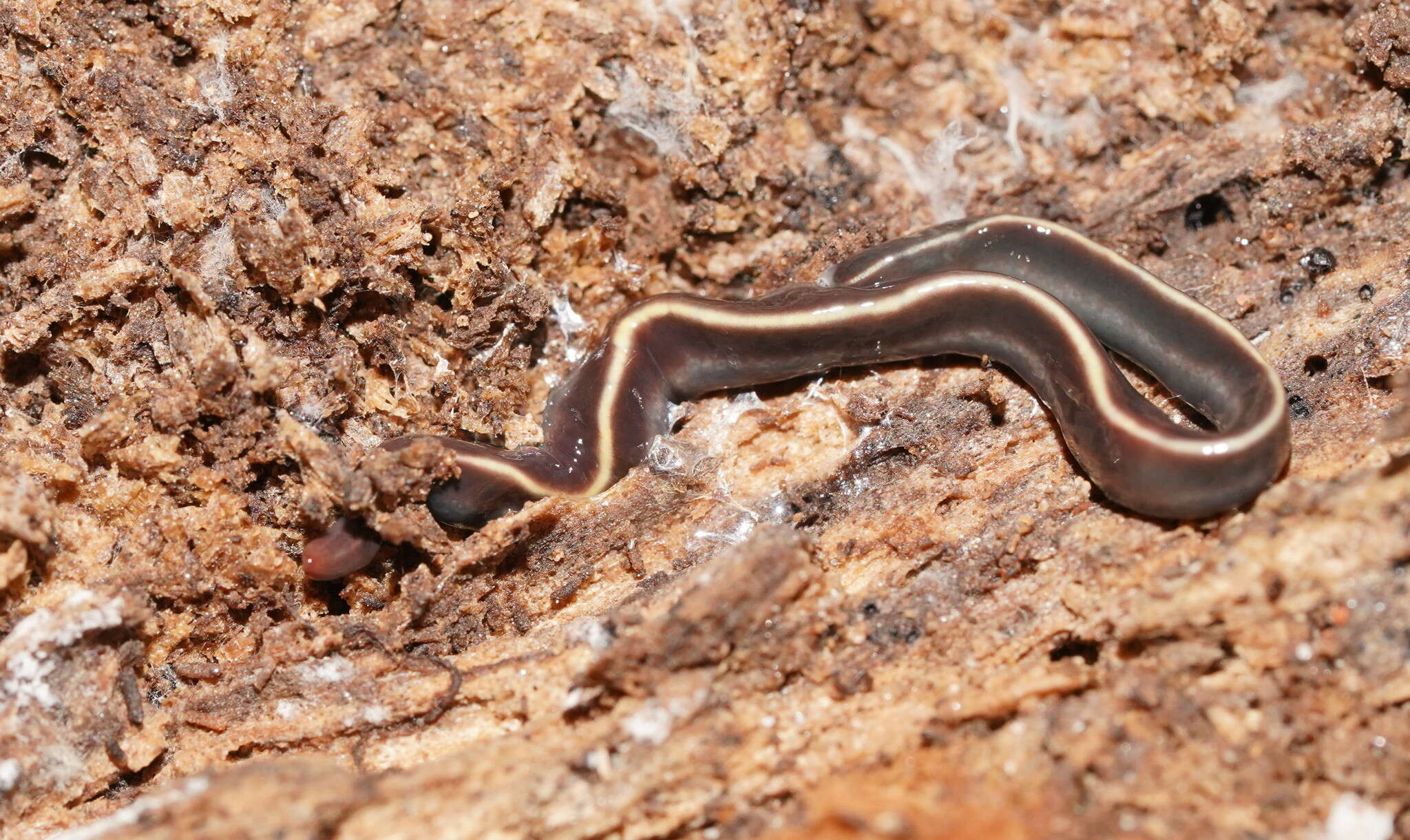 Image of Blue garden flatworm