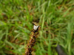 Image of Micrathena crassa (Keyserling 1864)