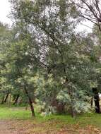 Image of Acacia dealbata subsp. dealbata