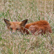 Image of Foxes