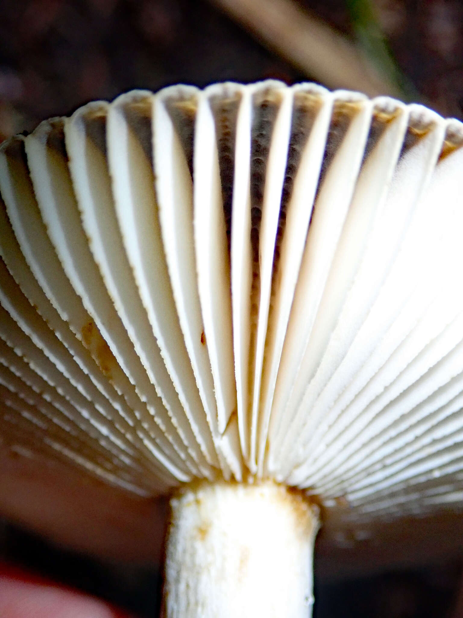 Image of Russula acrolamellata McNabb 1973