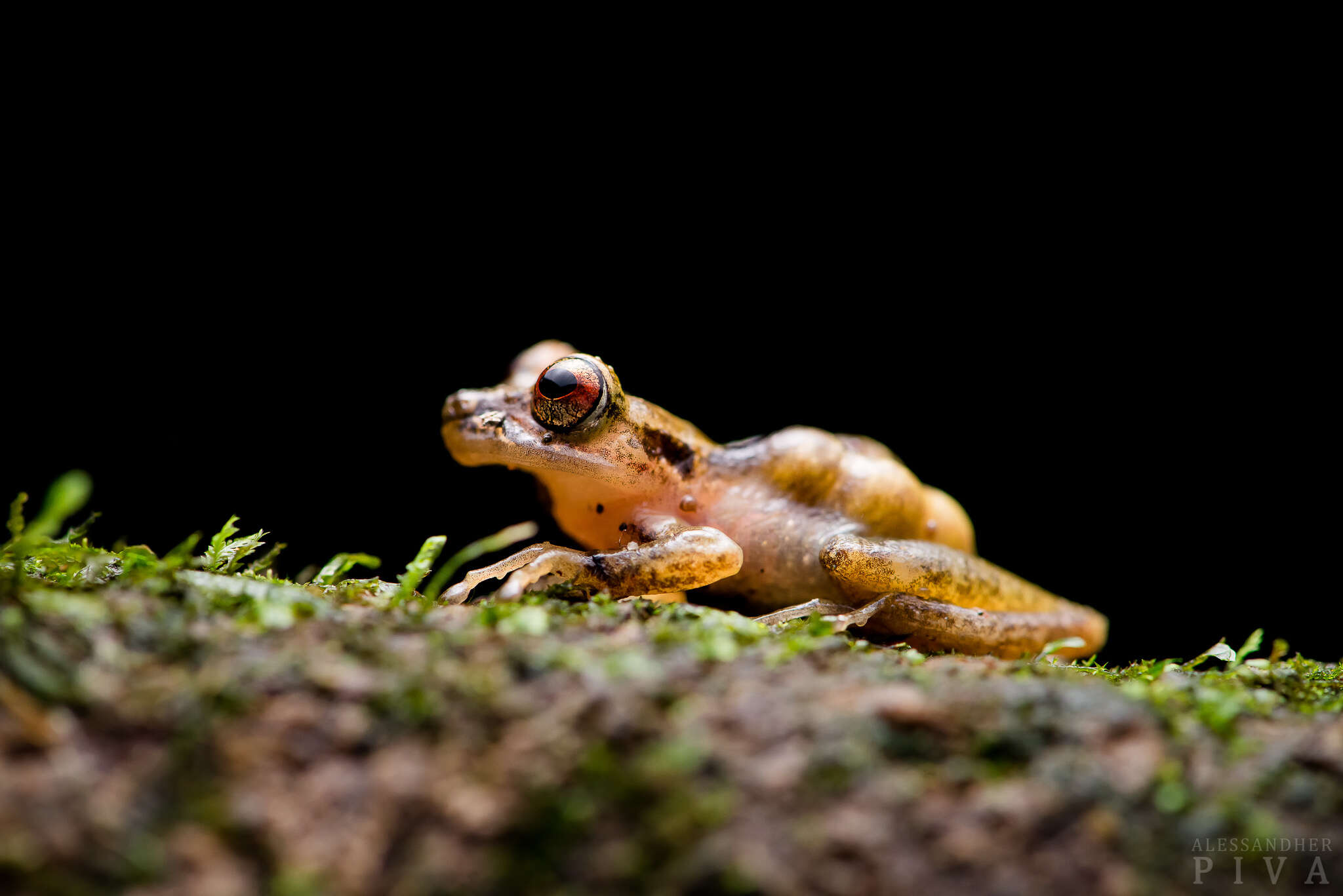 Image of Fritziana mitus Walker, Wachlevski, Nogueira da Costa, Nogueira-Costa, Garcia & Haddad 2018