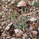 Image de Artemisia pycnorhiza Ledeb.