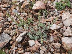 Image of Artemisia pycnorhiza Ledeb.