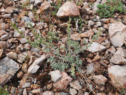 Plancia ëd Artemisia pycnorhiza Ledeb.