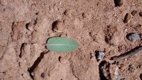 Image of woollyleaf manzanita