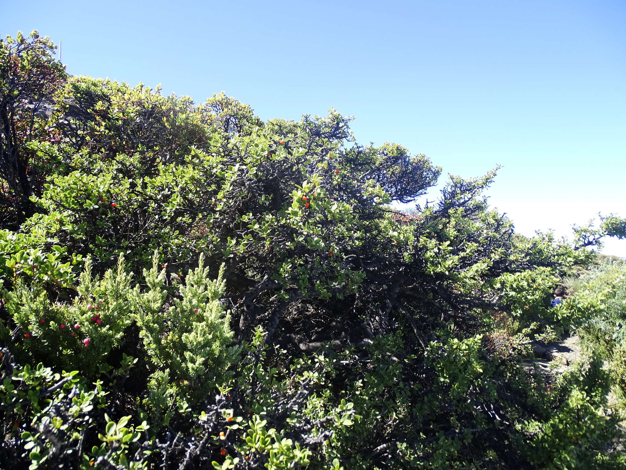 Image of alpine mirrorplant